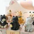 A cat named Xiaoji